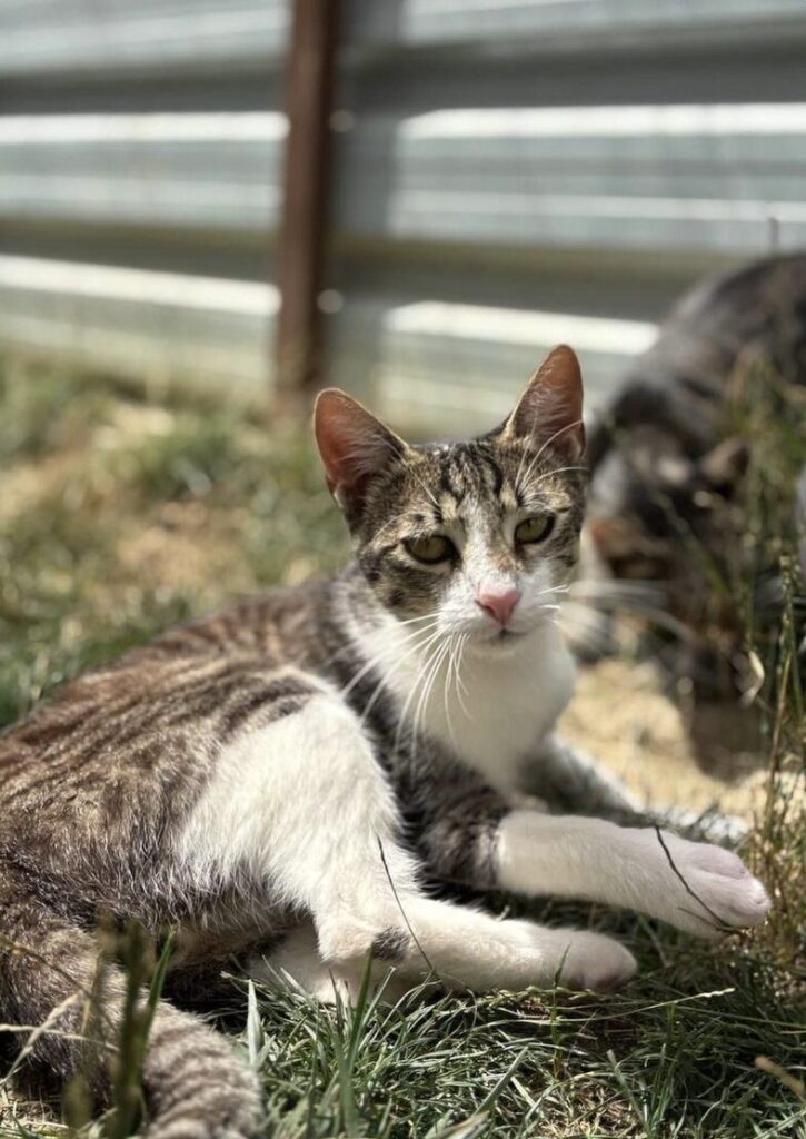 Max the rescue cat at the shelter in Romania hanging out in the garden area