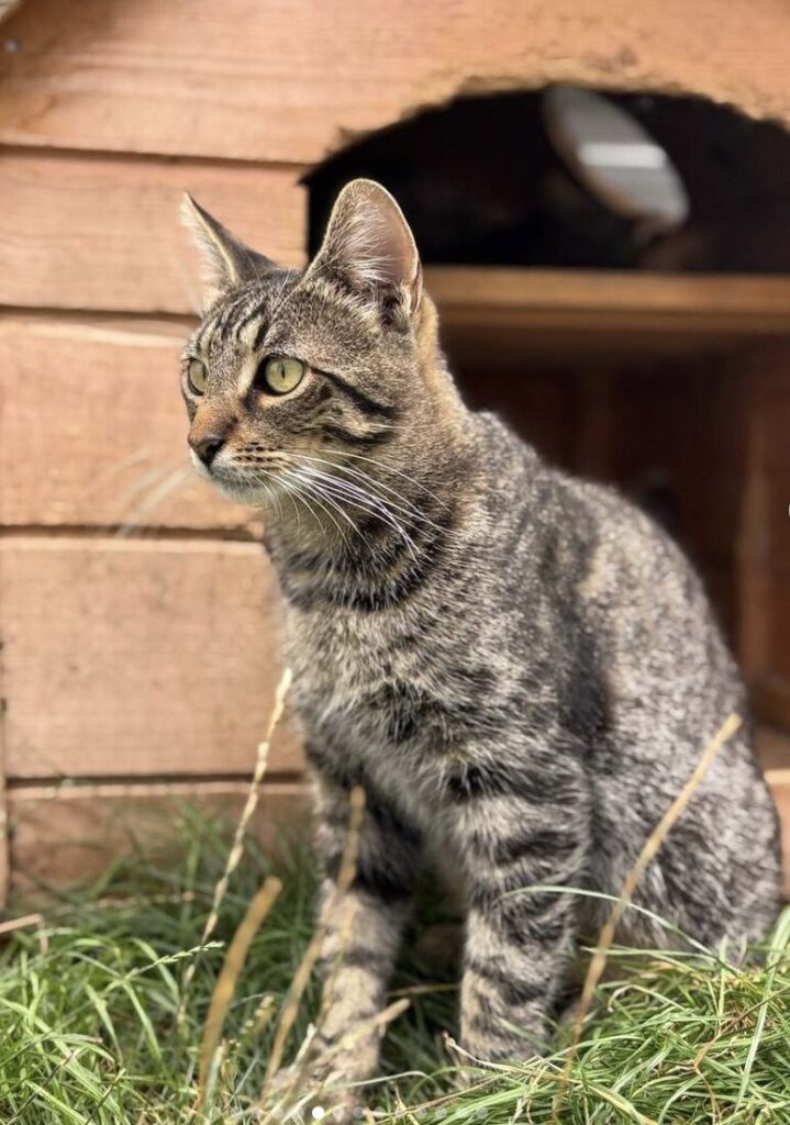 Atlas the rescue cat at the shelter in Romania hanging out in the garden area, sitting in front of a wooden cat house