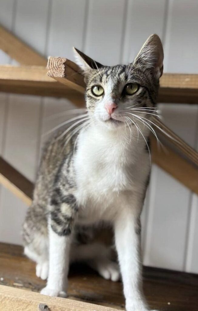 Rescue cat Max sitting on a wooden cat tree at the shelter in Romania looking at the camera person