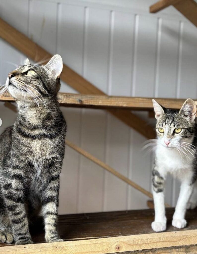 Rescue cats Max and Atlas sitting on a wooden cat tree at the shelter in Romania looking at the camera person