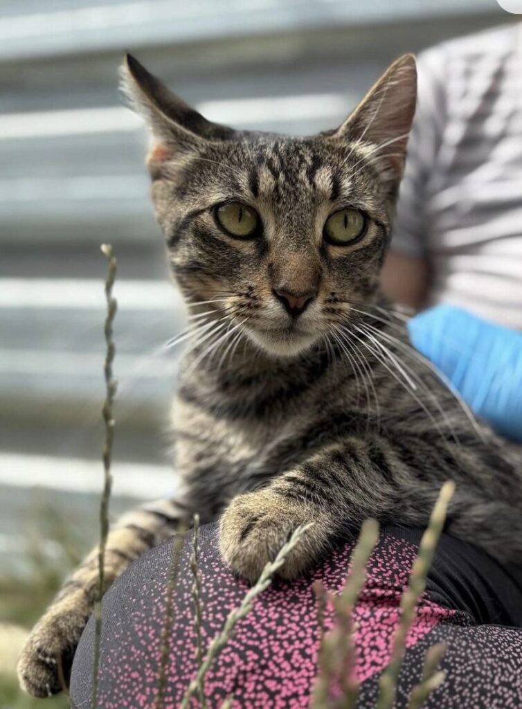 Atlas the rescue cat at the shelter in Romania hanging out in the garden area, being held by a member of the team