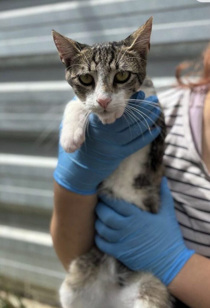 Max the rescue cat at the shelter in Romania hanging out in the garden area, being held by a member of the team