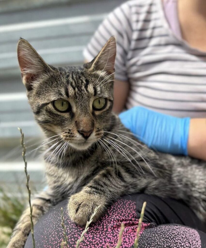 Atlas the rescue cat at the shelter in Romania hanging out in the garden area, being held by a member of the team