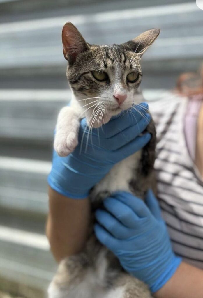 Max the rescue cat at the shelter in Romania hanging out in the garden area, being held by a member of the team