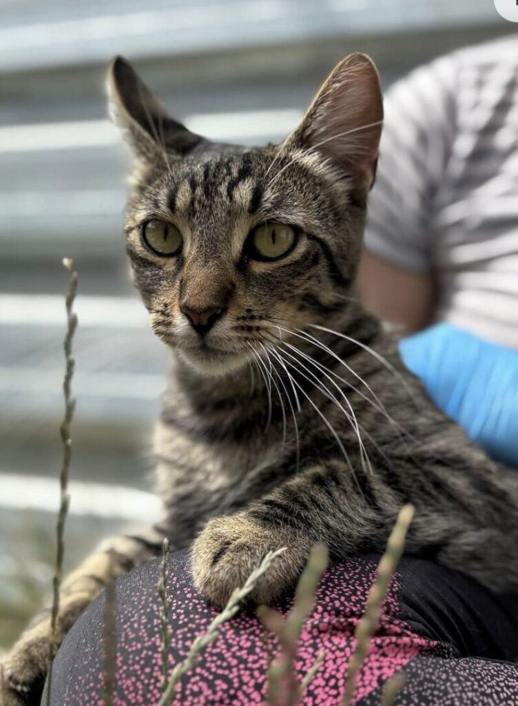 Atlas the rescue cat at the shelter in Romania hanging out in the garden area, being held by a member of the team