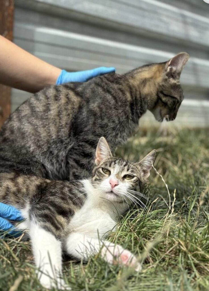 Rescue cats Max and Atlas sitting in the garden area of the shelter, being stroked by a member of the team