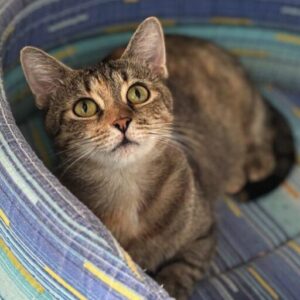 Autumn the rescue cat at the shelter in Romania lying on a stripy cat bed, looking up at the camera