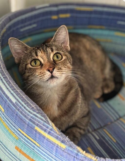 Autumn the rescue cat at the shelter in Romania lying on a stripy cat bed, looking up at the camera