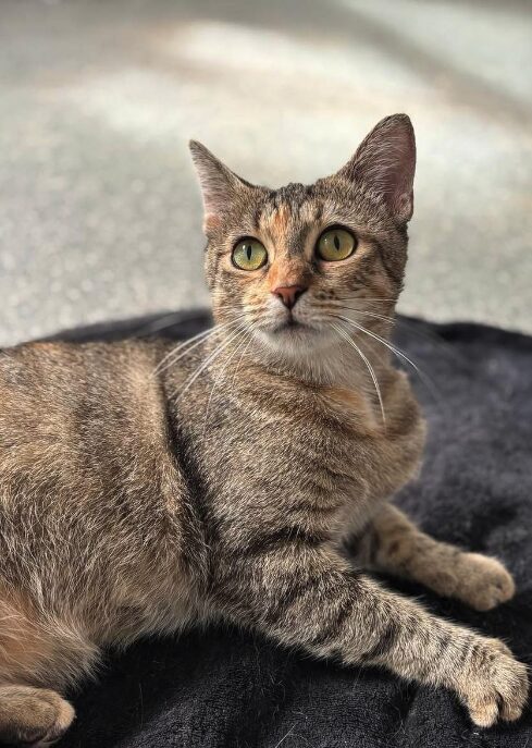 Autumn the rescue cat at the shelter in Romania lying on a black cat bed