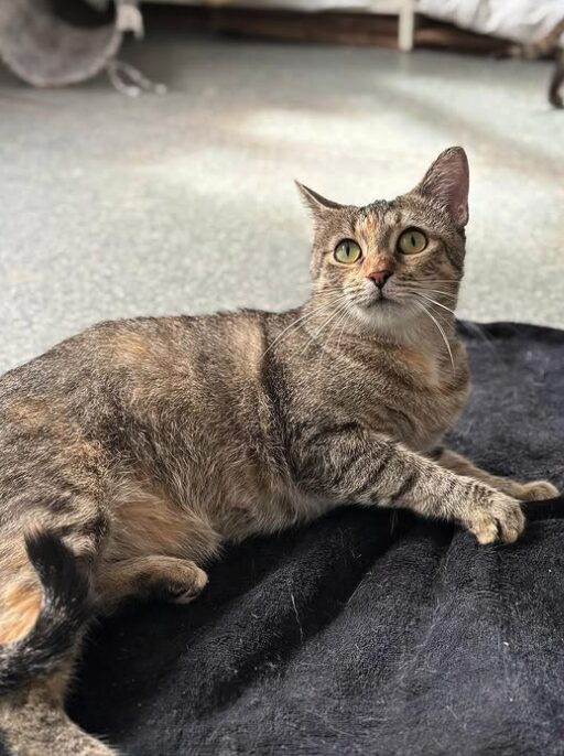 Autumn the rescue cat at the shelter in Romania lying on a black cat bed