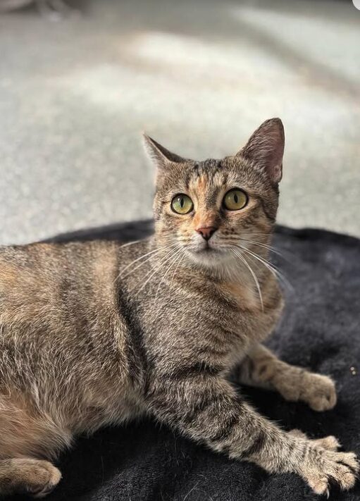 Autumn the rescue cat at the shelter in Romania lying on a black cat bed