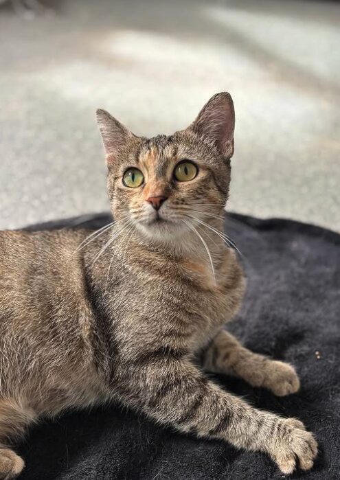 Autumn the rescue cat at the shelter in Romania lying on a black cat bed