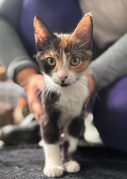 Peach the rescue kitten at the shelter in Romania, sitting on a black cat bed