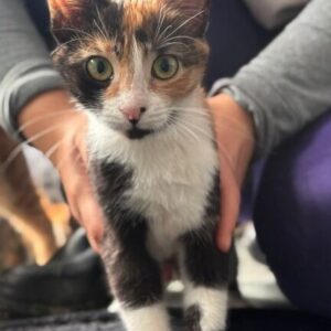 Peach the rescue kitten at the shelter in Romania, sitting on a black cat bed