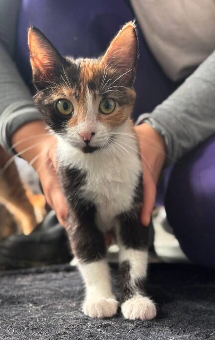 Peach the rescue kitten at the shelter in Romania, sitting on a black cat bed