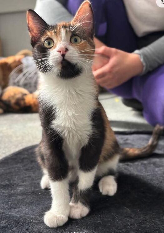 Peach the rescue kitten at the shelter in Romania, sitting on a black cat bed