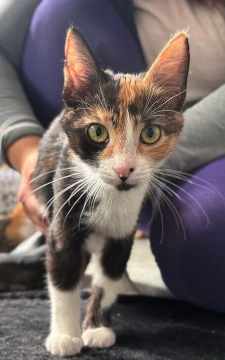 Peach the rescue kitten at the shelter in Romania, sitting on a black cat bed