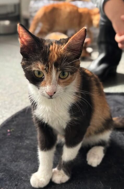 Peach the rescue kitten at the shelter in Romania, sitting on a black cat bed