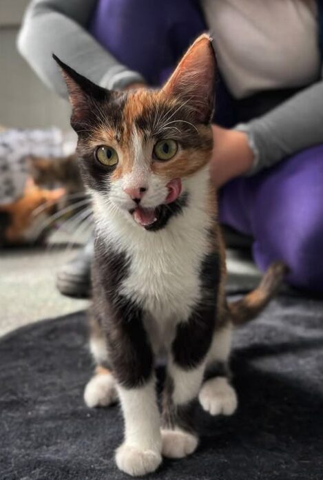 Peach the rescue kitten at the shelter in Romania, sitting on a black cat bed licking her lips