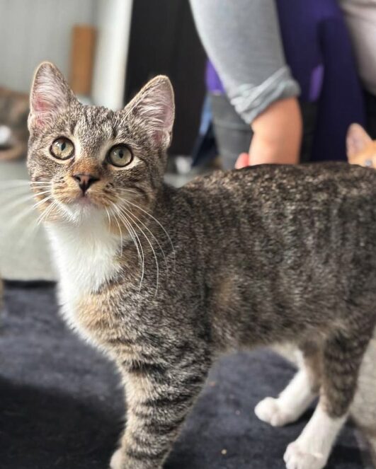 Hazel the rescue kitten at the shelter in Romania posing in front of the camera, sitting on a black cat bed