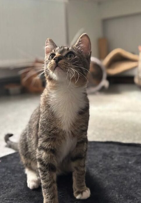 Hazel the rescue kitten at the shelter in Romania posing in front of the camera, sitting on a black cat bed