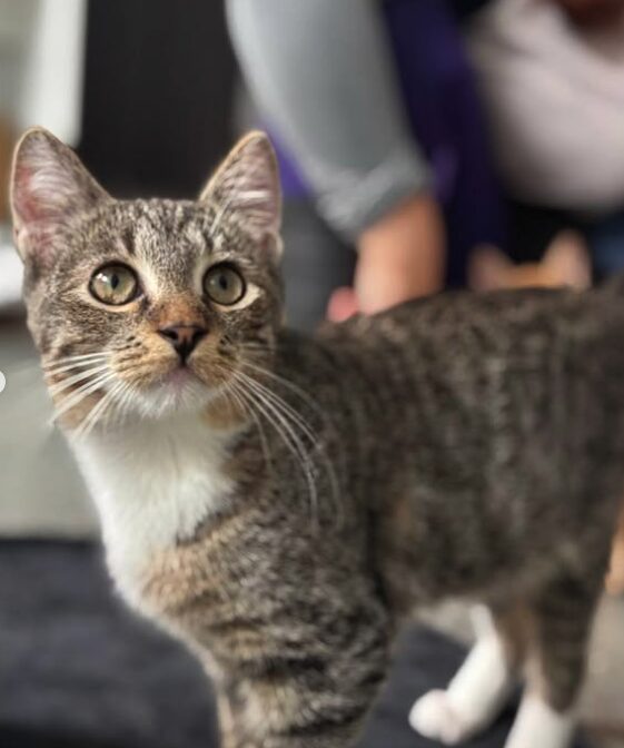 Hazel the rescue kitten at the shelter in Romania posing in front of the camera, sitting on a black cat bed