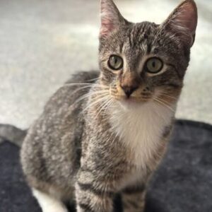 Hazel the rescue kitten at the shelter in Romania posing in front of the camera, sitting on a black cat bed