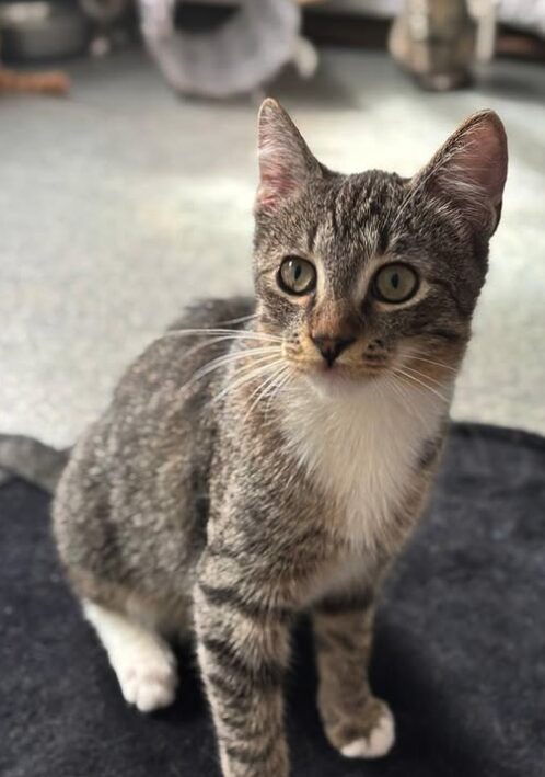 Hazel the rescue kitten at the shelter in Romania posing in front of the camera, sitting on a black cat bed