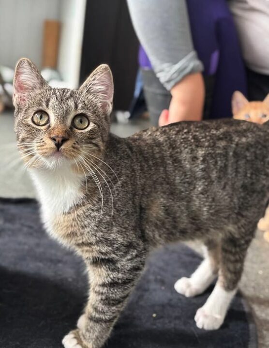 Hazel the rescue kitten at the shelter in Romania posing in front of the camera, sitting on a black cat bed