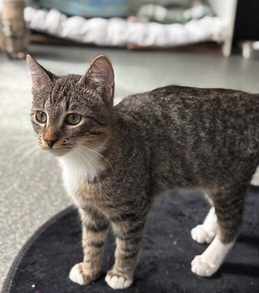 Hazel the rescue kitten at the shelter in Romania posing in front of the camera, sitting on a black cat bed