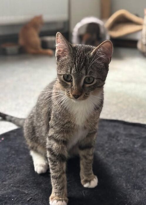 Hazel the rescue kitten at the shelter in Romania posing in front of the camera, sitting on a black cat bed