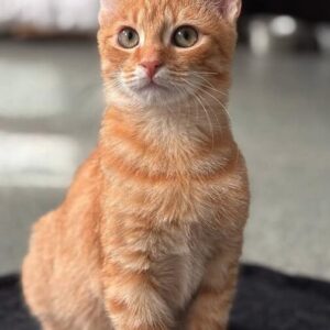 Pumpkin the rescue kitten at the shelter in Romania, sitting on a black cat bed