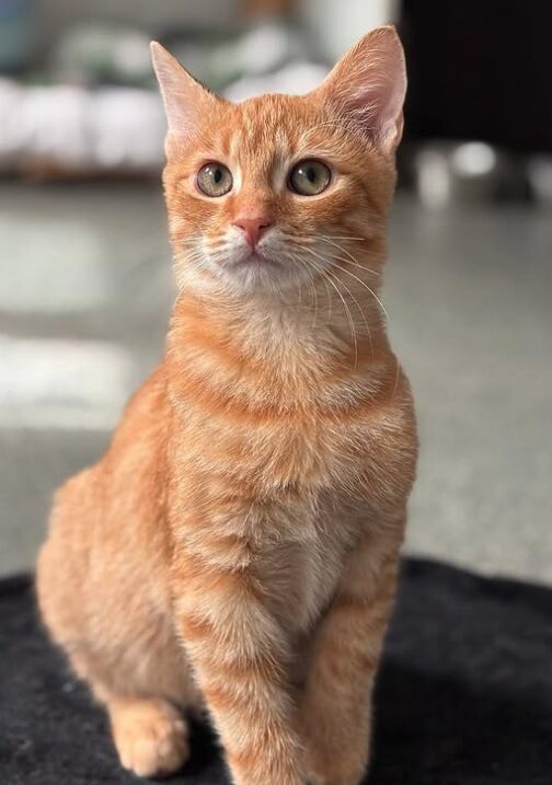 Pumpkin the rescue kitten at the shelter in Romania, sitting on a black cat bed