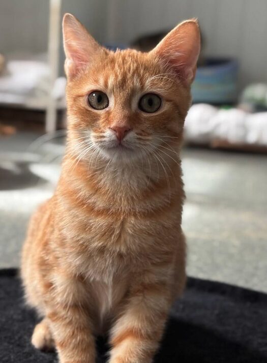 Pumpkin the rescue kitten at the shelter in Romania, sitting on a black cat bed