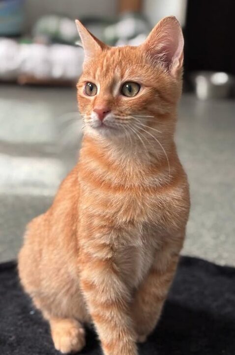 Pumpkin the rescue kitten at the shelter in Romania, sitting on a black cat bed