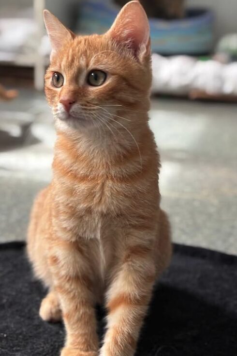 Pumpkin the rescue kitten at the shelter in Romania, sitting on a black cat bed