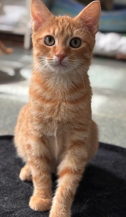 Pumpkin the rescue kitten at the shelter in Romania, sitting on a black cat bed