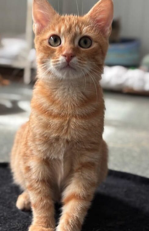 Pumpkin the rescue kitten at the shelter in Romania, sitting on a black cat bed