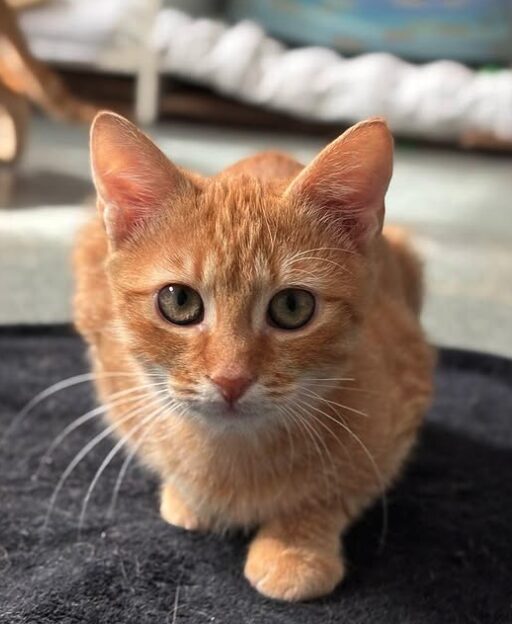 Pumpkin the rescue kitten at the shelter in Romania, sitting on a black cat bed