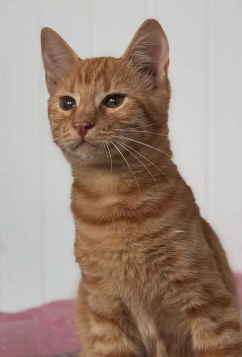 Rescue kitten Aubrey at the shelter in Romania sitting on a pink and multi-coloured pattern blanket. She has beautiful orange fur.