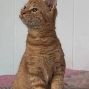 Rescue kitten Aubrey at the shelter in Romania sitting on a pink and multi-coloured pattern blanket. She has beautiful orange fur.