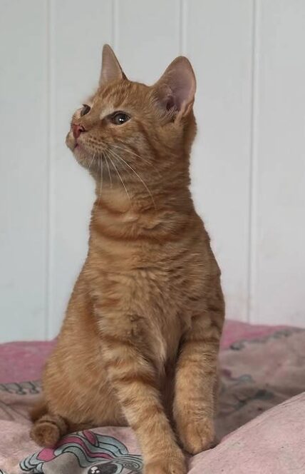 Rescue kitten Aubrey at the shelter in Romania sitting on a pink and multi-coloured pattern blanket. She has beautiful orange fur.