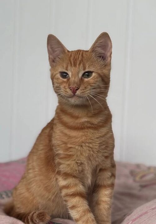 Rescue kitten Aubrey at the shelter in Romania sitting on a pink and multi-coloured pattern blanket. She has beautiful orange fur.