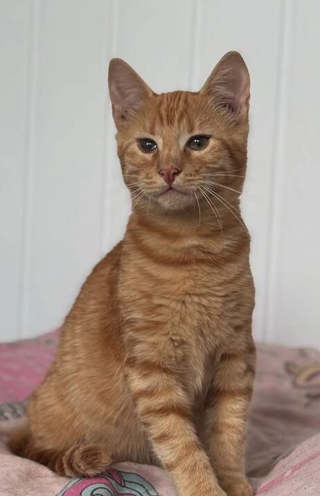 Rescue kitten Aubrey at the shelter in Romania sitting on a pink and multi-coloured pattern blanket. She has beautiful orange fur.