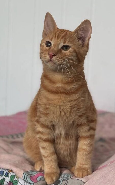 Rescue kitten Aubrey at the shelter in Romania sitting on a pink and multi-coloured pattern blanket. She has beautiful orange fur.