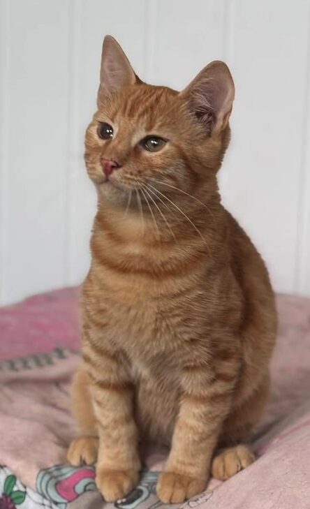 Rescue kitten Aubrey at the shelter in Romania sitting on a pink and multi-coloured pattern blanket. She has beautiful orange fur.