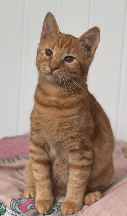 Rescue kitten Aubrey at the shelter in Romania sitting on a pink and multi-coloured pattern blanket. She has beautiful orange fur.