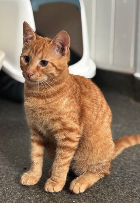 Rescue kitten Aubrey at the shelter in Romania sitting in front of a litter tray. She has beautiful orange fur.