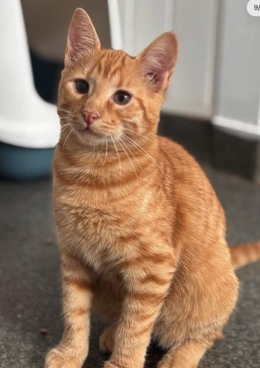 Rescue kitten Aubrey at the shelter in Romania sitting in front of a litter tray. She has beautiful orange fur.