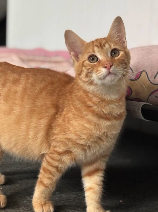 Cheeto the rescue kitten at the shelter in Romania sitting by a pink blanket. He has gorgeous ginger fur and bright green eyes.